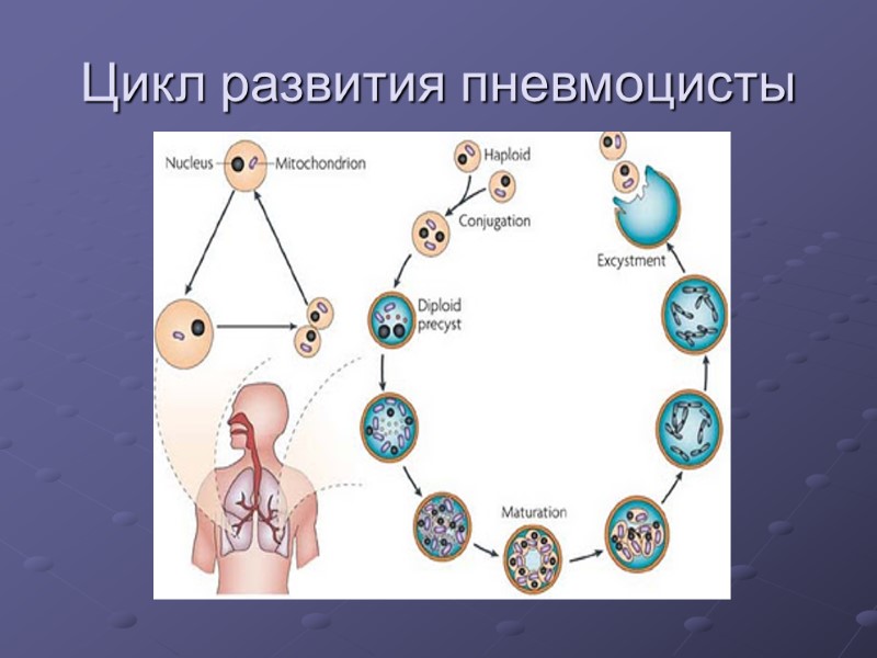 Цикл развития пневмоцисты